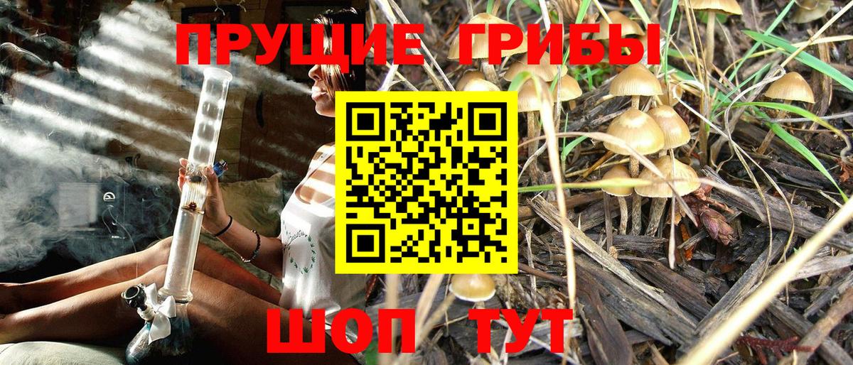 Галлюциногенные грибы Psilocybe  Вход с VPN  Канаш 